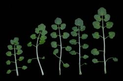 Cardamine flexuosa. Rosette leaves.
 Image: P.B. Heenan © Landcare Research 2019 CC BY 3.0 NZ